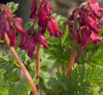 Photo of Dicentra 'Luxuriant' flower by Secret Garden Growers