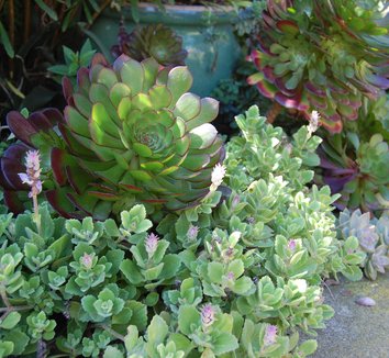 Photo of Plectranthus neochilus landscape by Far Out Flora