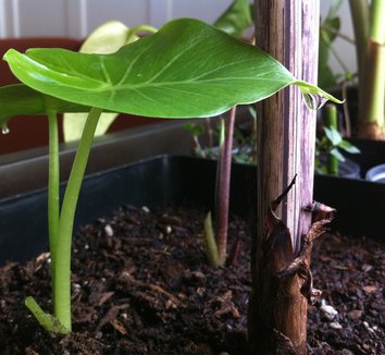 Photo of Alocasia gageana foliage by Derek Powazek