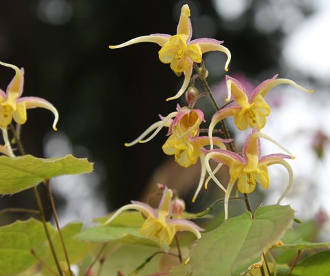 Epimedium 'Fire Dragon'