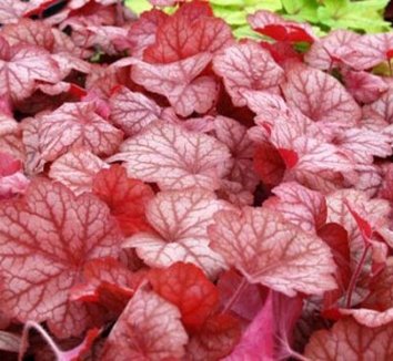 Photo of Heuchera 'Georgia Peach' PP19375 foliage by Terra Nova Nurseries, Inc.