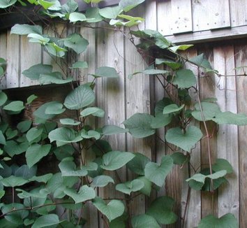 Photo of Vitis coignetiae foliage by Sten Porse