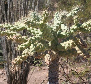 Photo of Cylindropuntia fulgida form by Dave Pape