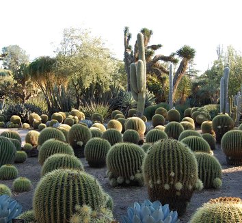 Photo of Echinocactus grusonii form by Far Out Flora