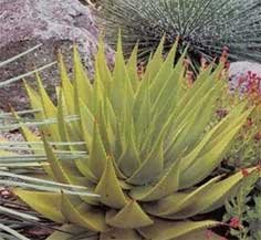 Aloe broomii | Aloe bromii | Mountain Aloe | Snake Aloe | plant lust