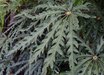 Schefflera