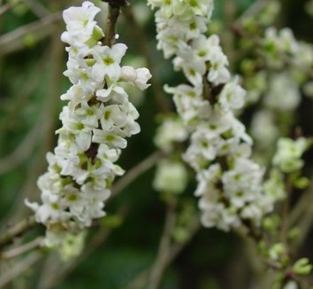 Photo of Daphne mezereum f. alba flower by themagnolias.co.uk