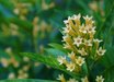 Cestrum