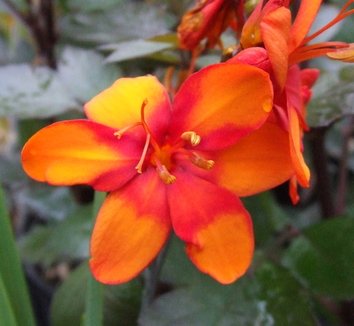 Photo of Crocosmia Bright Eyes PP17165 flower by Dancing Oaks Nursery