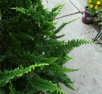 Photo of Chamaecyparis obtusa 'Filicoides Compacta' foliage by plant lust