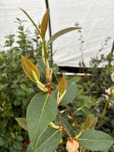 Photo of Camellia x williamsii 'Brigadoon' bud, foliage by plant lust