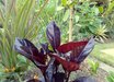 Pseuderanthemum
