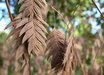 Chasmanthium