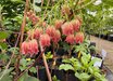Enkianthus campanulatus 'Red Velvet'
