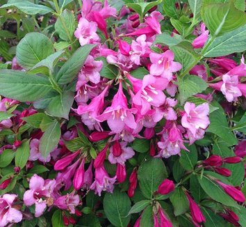 Photo of Weigela florida 'Minuet' flower by Forestfarm