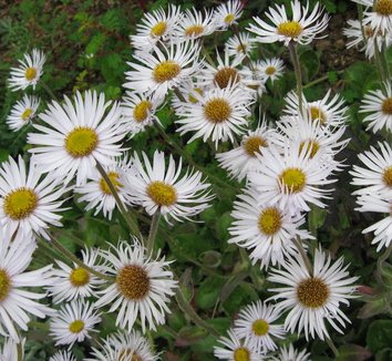 Photo of Erigeron pulchellus 'Meadow Muffin' flower by Far Reaches Farm