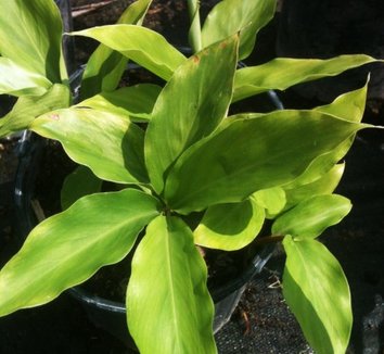 Photo of Alpinia nutans foliage by Far South Wholesale Nursery