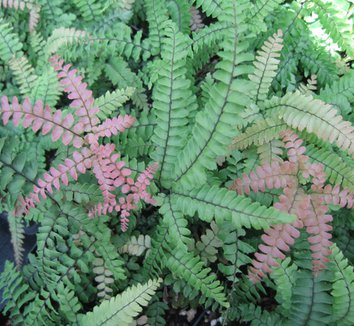 Photo of Adiantum hispidulum foliage by Sebright Gardens