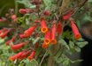 Eccremocarpus