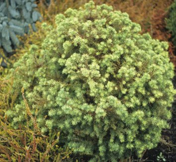 Photo of Larix gmelinii var. olgensis 'Romberg Park' foliage by Greer Gardens Inc.