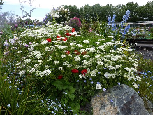 Orlaya White Lace Flower Seeds - Mr. Fothergill's