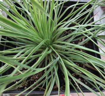 Photo of Yucca linearifolia by plant lust