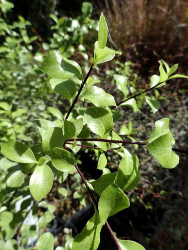 Pittosporum Tenuifolium James Stirling Plant Lust