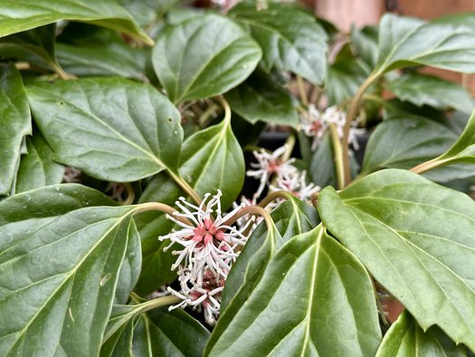 Photo of Pachysandra axillaris 'Windcliff Fragrant' by 	plant lust