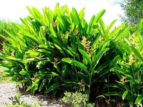 Heliconia 'Golden Torch' | Heliconia psittacorum 'Golden Torch