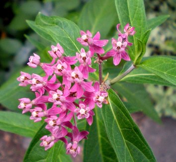 Photo of Asclepias incarnata 'Cinderella' by Grace Peterson
