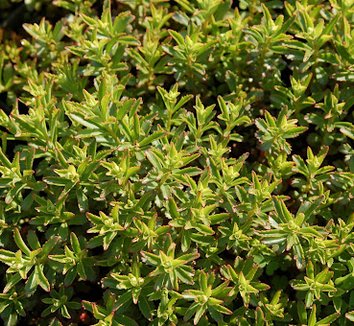 Photo of Sedum sichotense foliage by Intrinsic Perennial Gardens