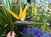 Strelitzia