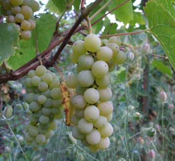 Photo of Interlaken Seedless Green Grape fruit by Dancing Oaks Nursery