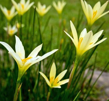 Photo of Zephyranthes citrina flower by Leafari