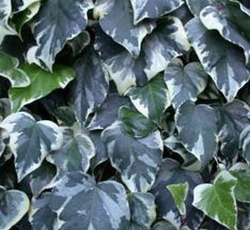 Photo of Hedera algeriensis 'Gloire de Marengo' foliage by Avant Gardens