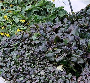 Photo of Ajuga reptans 'Catlin's Giant' form by Fantastic Plants