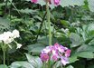 Primula alpicola