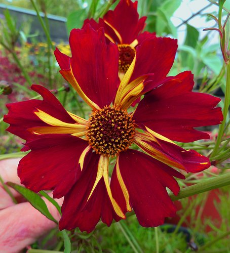 Coreopsis tinctoria 'Roulette' | plant lust