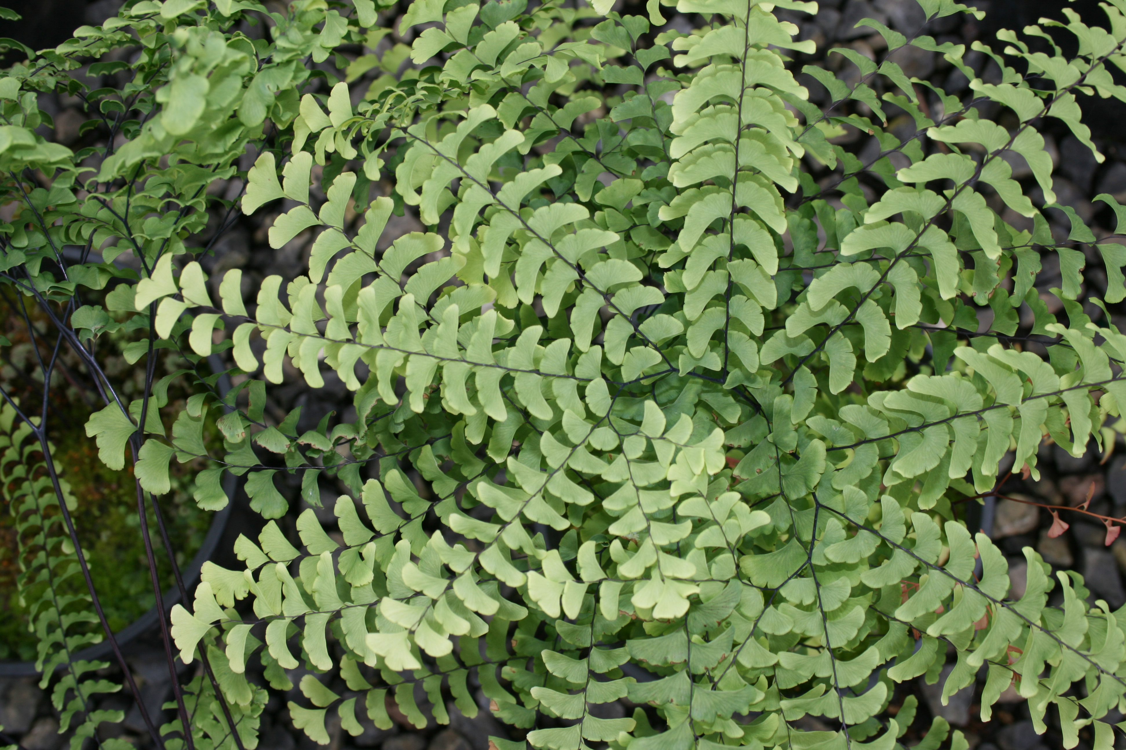 Photo of Adiantum pedatum foliage by Briggs Plant Propagators