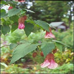 Photo of Abutilon 'Huntington Pink' flower by Avant Gardens