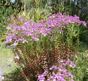 Photo of Senecio glastifolius form by Far Out Flora