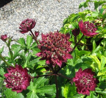 Photo of Astrantia 'Moulin Rouge' flower, foliage by Far Reaches Farm