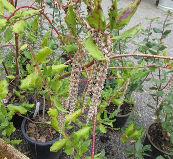 Photo of Garrya elliptica 'Evie' flower by plant lust