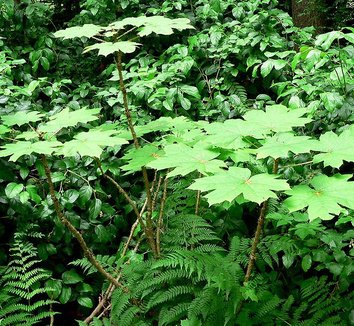 Photo of Oplopanax horridus form by Stan Shebs