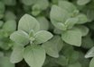 Dicliptera