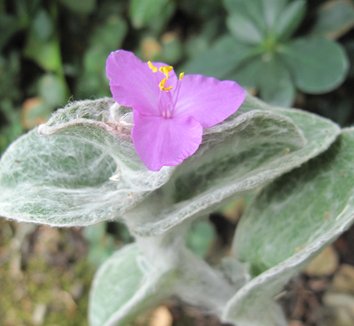Photo of Tradescantia sillamontana flower by plant lust