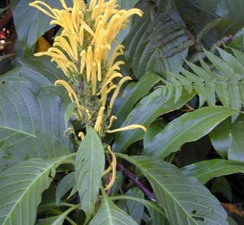 Adhatoda from multiple nurseries on Plant Lust