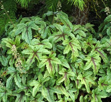 Photo of x Heucherella 'Kimono' flower, foliage by Terra Nova Nurseries, Inc.