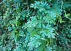 Selaginella