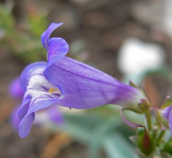 Photo of Penstemon leiophyllus var. keckii close-up, flower by Stan Shebs